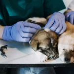 Pets and Pet Care